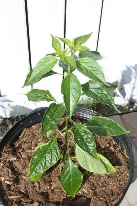 Mako akokɔsrade Pepper seeds ( Capsicum Chinese) From Ghana, Verry hot - Caribbean garden seed