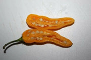 Mako akokɔsrade Pepper seeds ( Capsicum Chinese) From Ghana, Verry hot - Caribbean garden seed