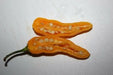 Mako akokɔsrade Pepper seeds ( Capsicum Chinese) From Ghana, Verry hot - Caribbean garden seed