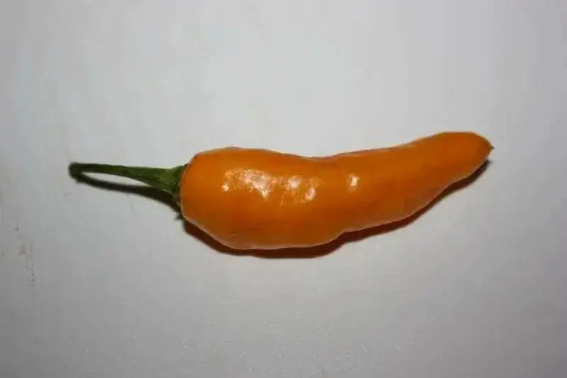 Mako akokɔsrade Pepper seeds ( Capsicum Chinese) From Ghana, Verry hot - Caribbean garden seed