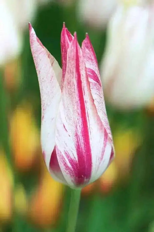 MARILYN, Lily Flowering Tulip bulbs, Bloom Late Spring - Caribbean garden seed