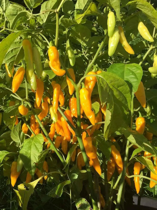 Mako akokɔsrade Pepper seeds ( Capsicum Chinese) From Ghana, Verry hot - Caribbean garden seed