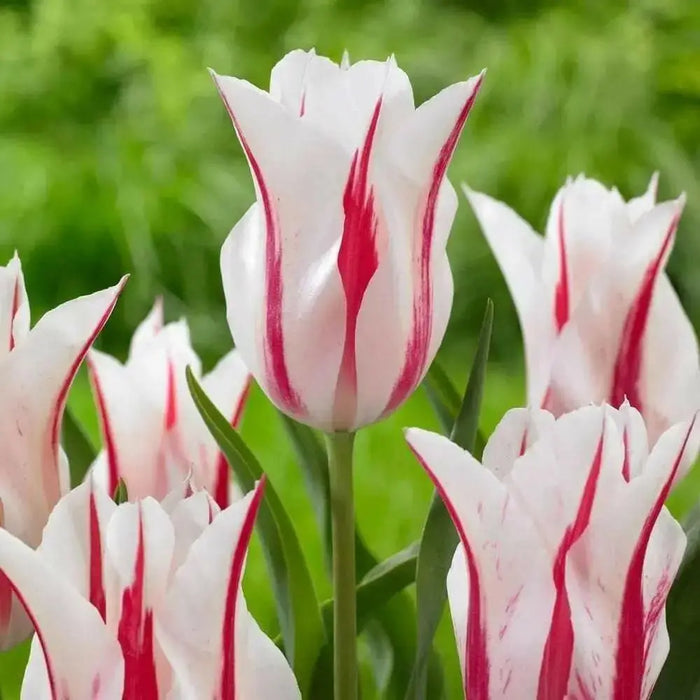 MARILYN, Lily Flowering Tulip bulbs, Bloom Late Spring - Caribbean garden seed