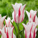MARILYN, Lily Flowering Tulip bulbs, Bloom Late Spring - Caribbean garden seed