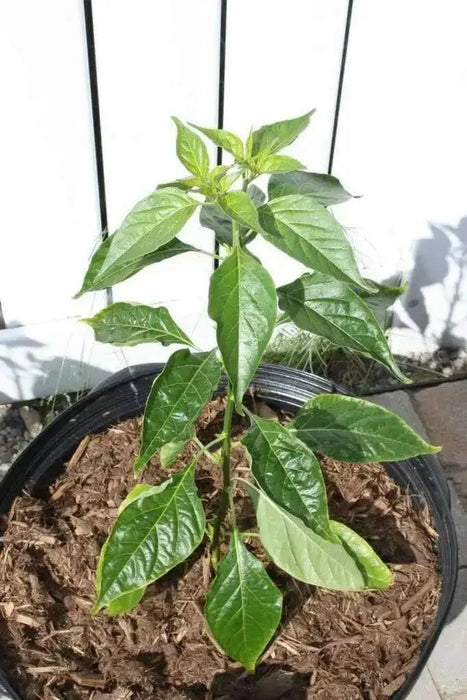 Mako akokɔsrade Pepper seeds ( Capsicum Chinese) From Ghana, Verry hot - Caribbean garden seed