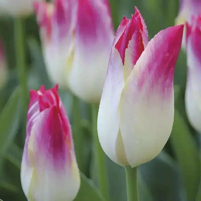 MARILYN, Lily Flowering Tulip bulbs, Bloom Late Spring - Caribbean garden seed