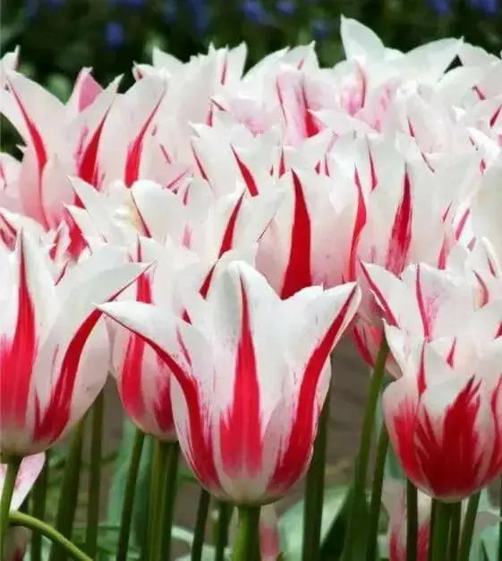 MARILYN, Lily Flowering Tulip bulbs, Bloom Late Spring - Caribbean garden seed