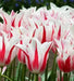 MARILYN, Lily Flowering Tulip bulbs, Bloom Late Spring - Caribbean garden seed