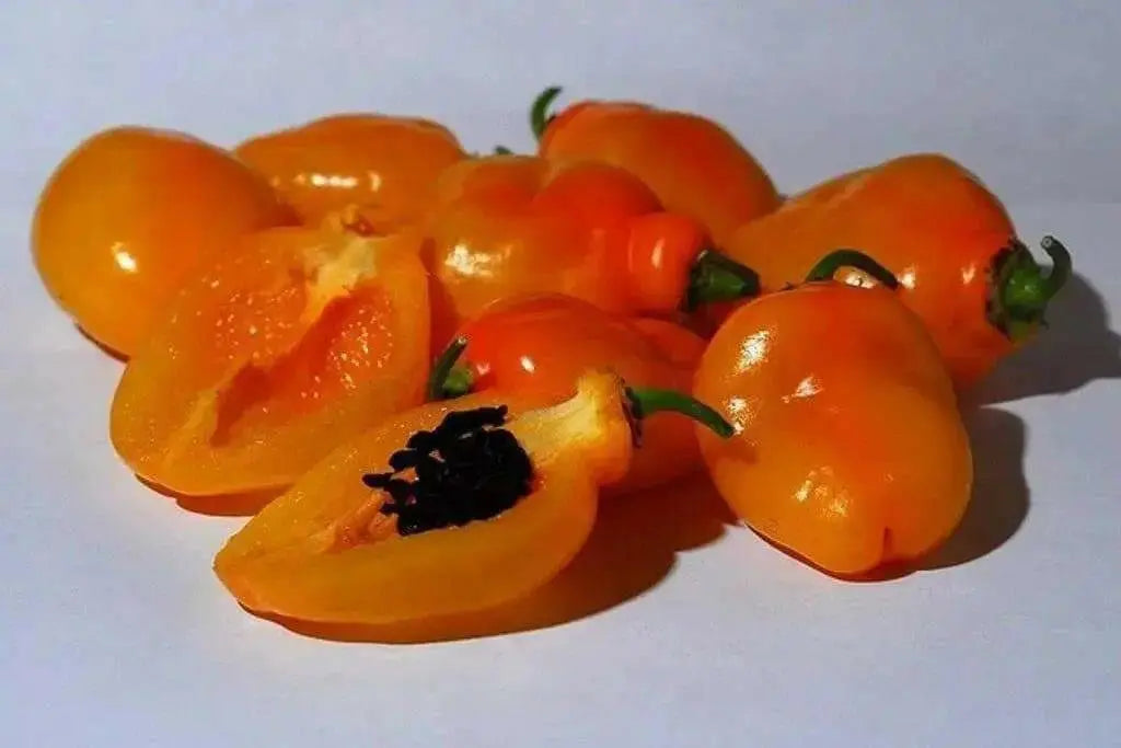 Manzano Pepper,Orange (Capsicum pubescens)  ,Heirloom Seeds ! - Caribbean garden seed