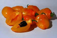 Manzano Pepper,Orange (Capsicum pubescens)  ,Heirloom Seeds ! - Caribbean garden seed