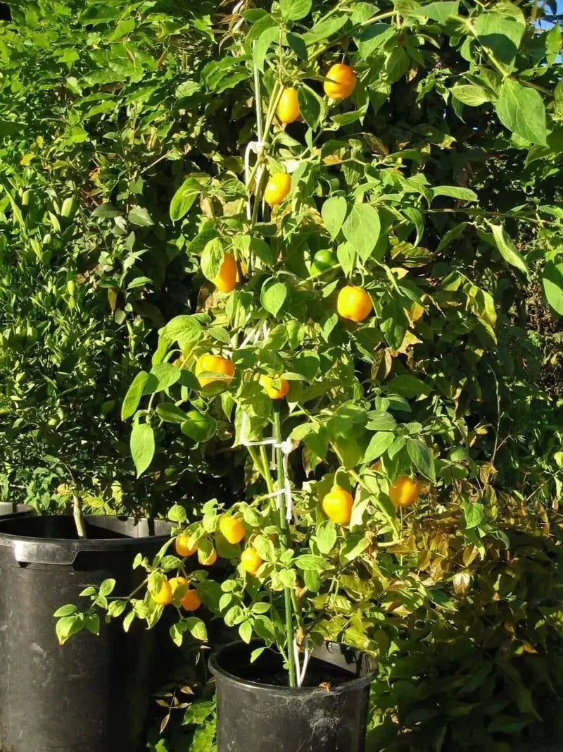 Manzano Pepper,Orange (Capsicum pubescens)  ,Heirloom Seeds ! - Caribbean garden seed