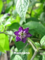 Manzano Pepper,Orange (Capsicum pubescens)  ,Heirloom Seeds ! - Caribbean garden seed