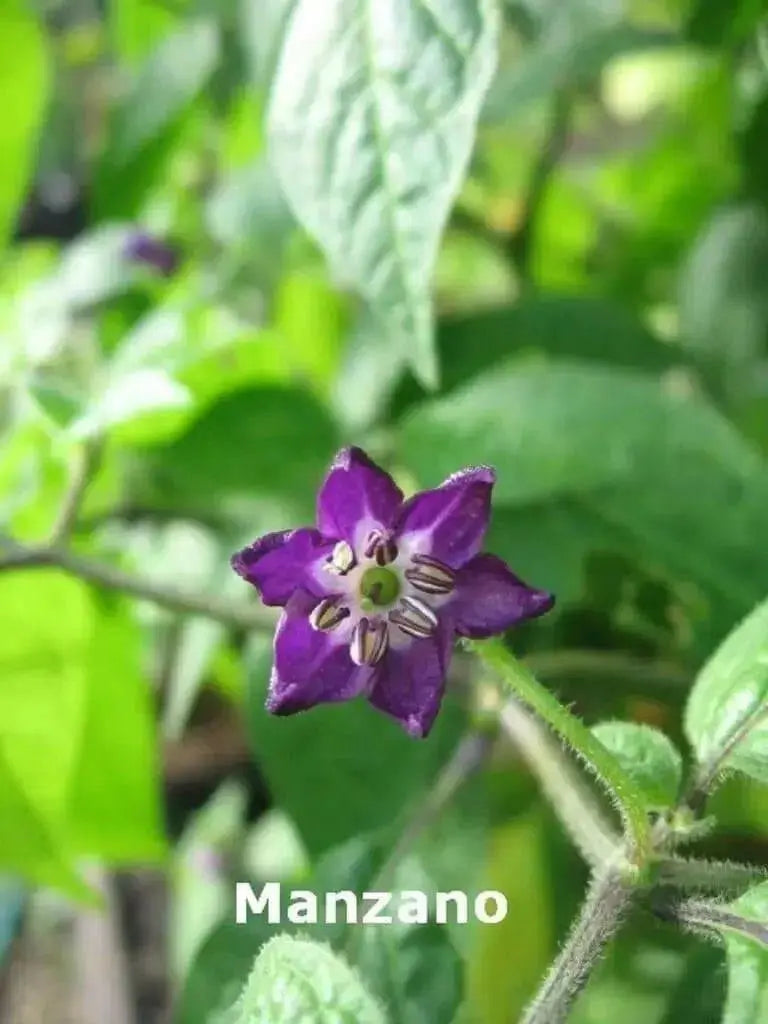 Manzano Pepper,Orange (Capsicum pubescens)  ,Heirloom Seeds ! - Caribbean garden seed