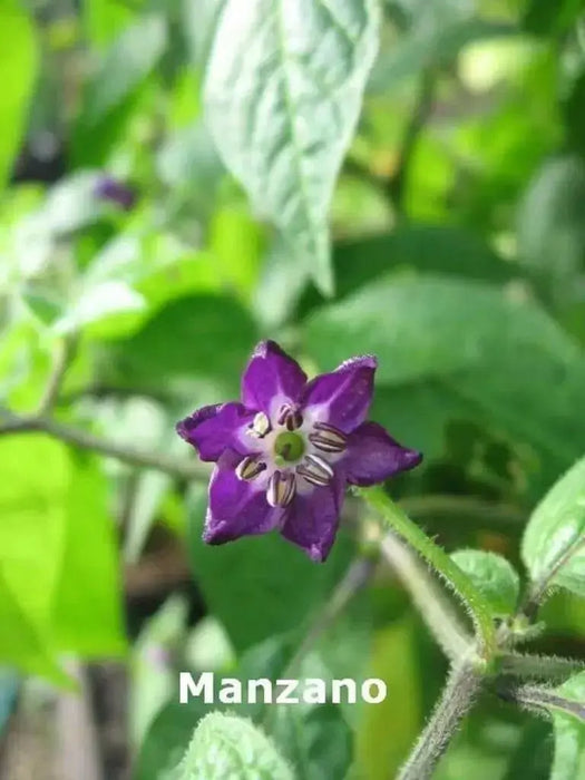 Manzano Pepper,Orange (Capsicum pubescens)  ,Heirloom Seeds ! - Caribbean garden seed