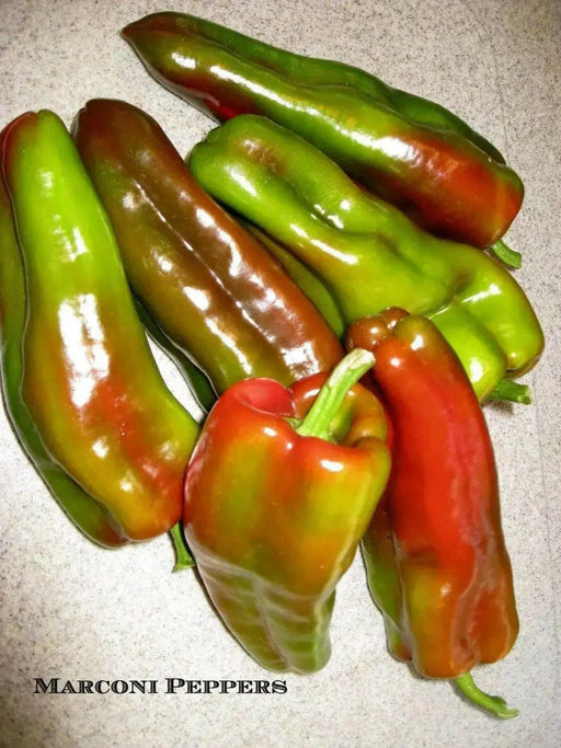 Marconi SWEET Pepper Seeds ,CAPSICUM annuum - Caribbean garden seed