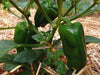 Marconi SWEET Pepper Seeds ,CAPSICUM annuum - Caribbean garden seed