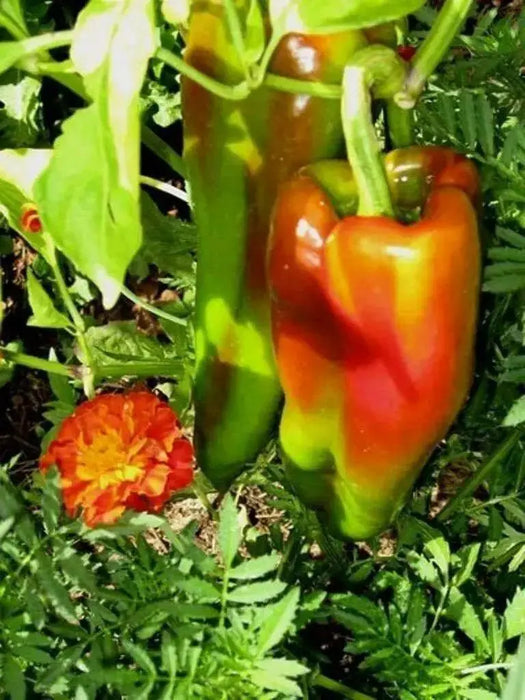 Marconi SWEET Pepper Seeds ,CAPSICUM annuum - Caribbean garden seed