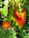 Marconi SWEET Pepper Seeds ,CAPSICUM annuum - Caribbean garden seed