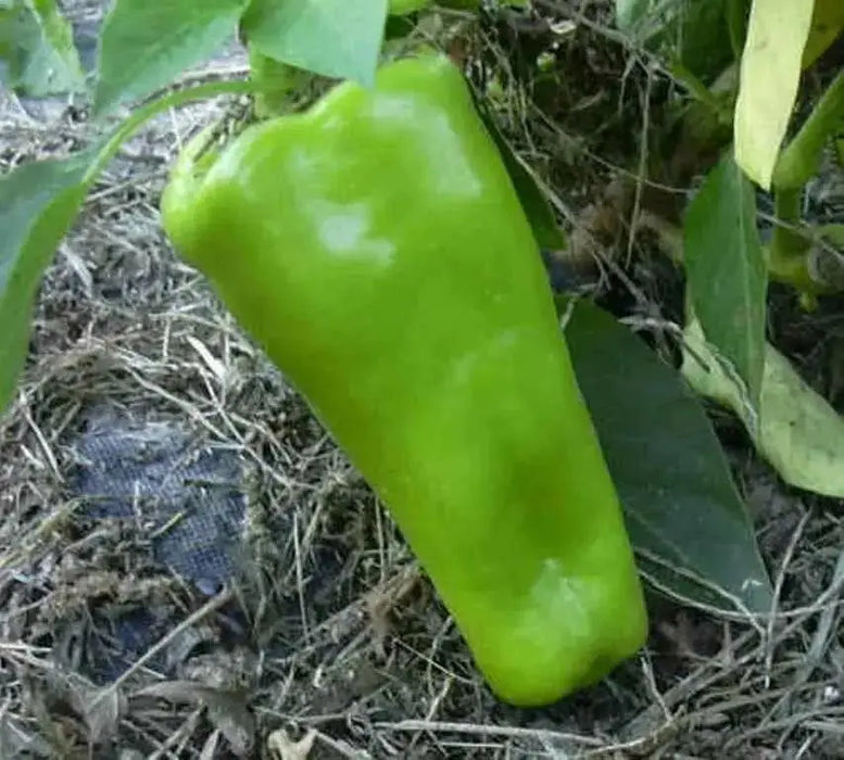 Marconi SWEET Pepper Seeds ,CAPSICUM annuum - Caribbean garden seed
