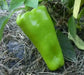 Marconi SWEET Pepper Seeds ,CAPSICUM annuum - Caribbean garden seed