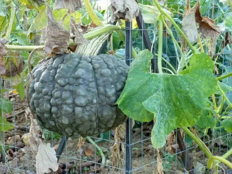 Marina di Chioggia  Pumpkin SEEDS (WINTER SQUASH) ITALLIAN  HEIRLOOM Vegetable - Caribbean garden seed