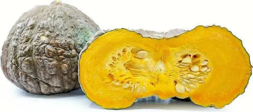 Marina di Chioggia  Pumpkin SEEDS (WINTER SQUASH) ITALLIAN  HEIRLOOM Vegetable - Caribbean garden seed