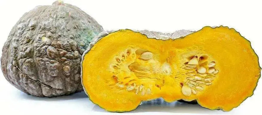 Marina di Chioggia  Pumpkin SEEDS (WINTER SQUASH) ITALLIAN  HEIRLOOM Vegetable - Caribbean garden seed