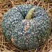 Marina di Chioggia  Pumpkin SEEDS (WINTER SQUASH) ITALLIAN  HEIRLOOM Vegetable - Caribbean garden seed