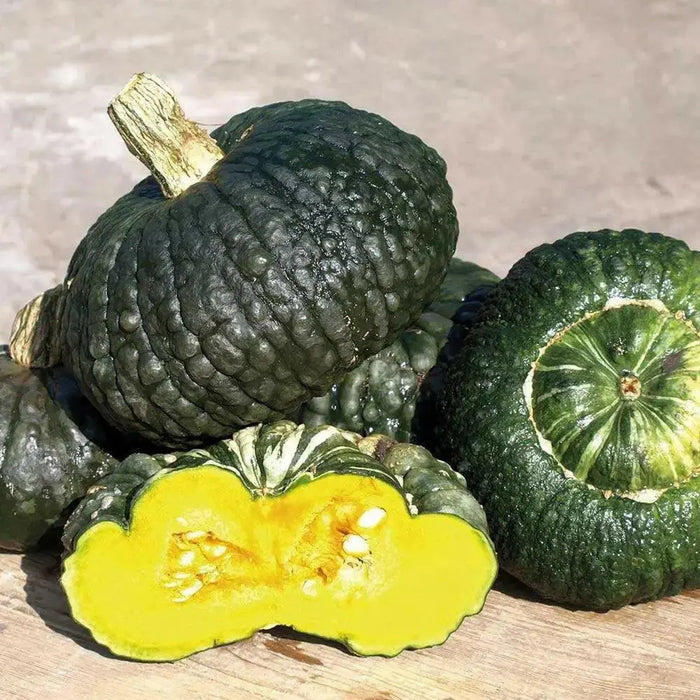 Marina di Chioggia  Pumpkin SEEDS (WINTER SQUASH) ITALLIAN  HEIRLOOM Vegetable - Caribbean garden seed