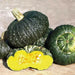 Marina di Chioggia  Pumpkin SEEDS (WINTER SQUASH) ITALLIAN  HEIRLOOM Vegetable - Caribbean garden seed
