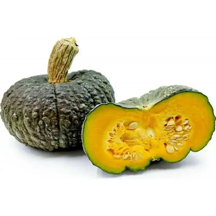 Marina di Chioggia  Pumpkin SEEDS (WINTER SQUASH) ITALLIAN  HEIRLOOM Vegetable - Caribbean garden seed