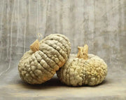 Marina di Chioggia  Pumpkin SEEDS (WINTER SQUASH) ITALLIAN  HEIRLOOM Vegetable - Caribbean garden seed