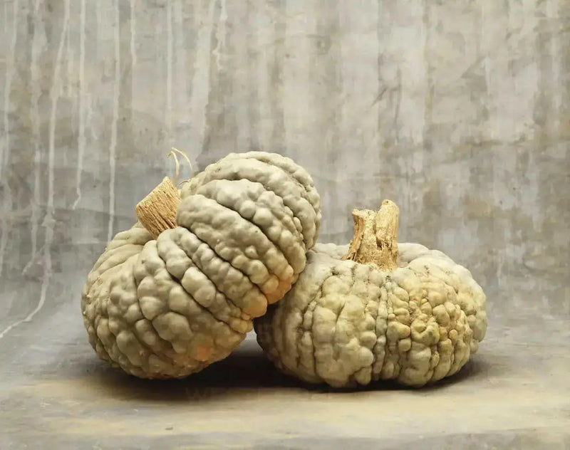 Marina di Chioggia  Pumpkin SEEDS (WINTER SQUASH) ITALLIAN  HEIRLOOM Vegetable - Caribbean garden seed