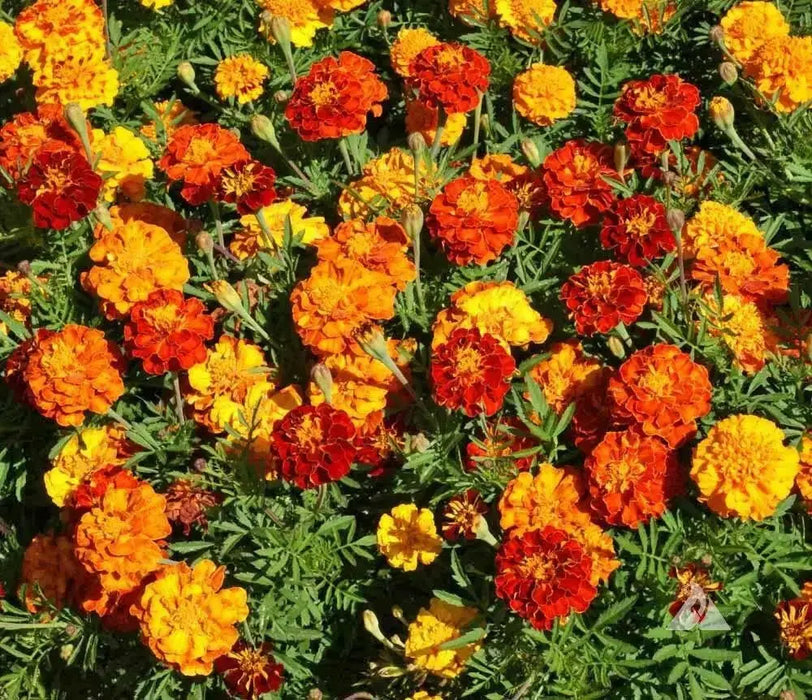 MARIGOLD Flowers (3 STARTER PANT) Perennial - Caribbean garden seed