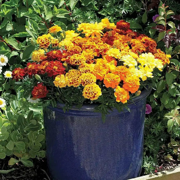 MARIGOLD Flowers (3 STARTER PANT) Perennial - Caribbean garden seed