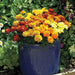 MARIGOLD Flowers (3 STARTER PANT) Perennial - Caribbean garden seed