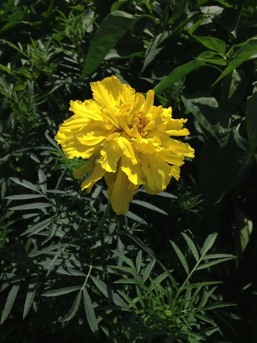 MARIGOLD Flowers (3 STARTER PANT) Perennial - Caribbean garden seed