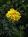 MARIGOLD Flowers (3 STARTER PANT) Perennial - Caribbean garden seed