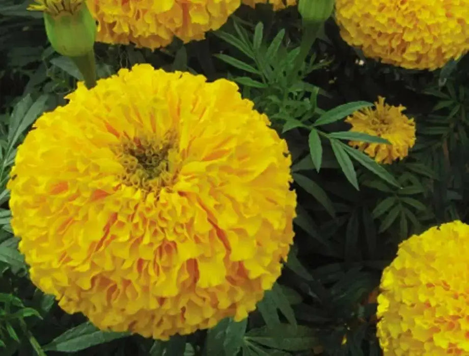 MARIGOLD Flowers (3 STARTER PANT) Perennial - Caribbean garden seed