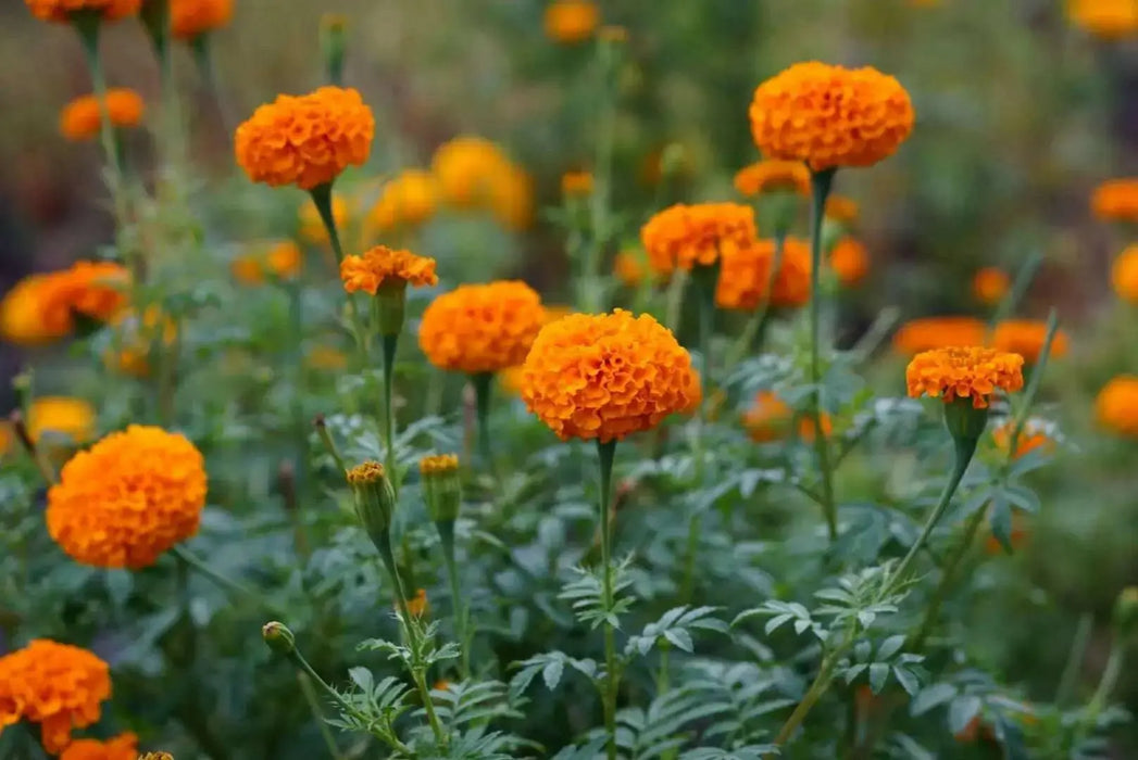 MARIGOLD Flowers (3 STARTER PANT) Perennial - Caribbean garden seed