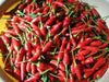 Matchbox Hot Pepper Seeds, Capsicum annuum - Caribbean garden seed
