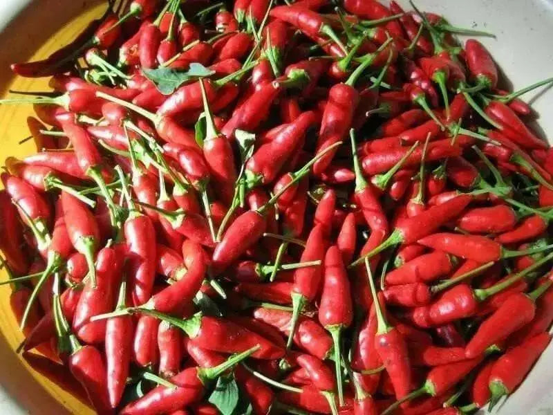 Matchbox Hot Pepper Seeds, Capsicum annuum - Caribbean garden seed