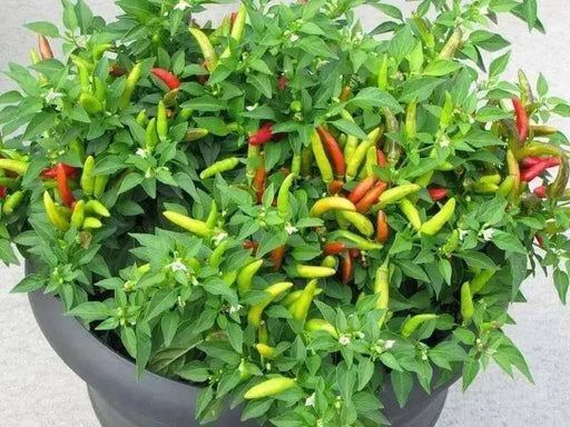 Matchbox Hot Pepper Seeds, Capsicum annuum - Caribbean garden seed