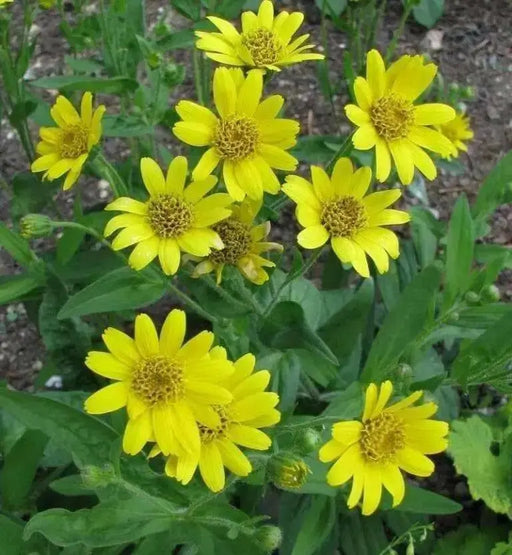 Meadow Arnica Seeds a.K.a Chamisso arnica,- Arnica chamissonis,- Perennial herb plant - Caribbean garden seed