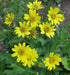 Meadow Arnica Seeds a.K.a Chamisso arnica,- Arnica chamissonis,- Perennial herb plant - Caribbean garden seed