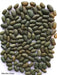 mbombo green bean seed, Pole Bean - Caribbean garden seed