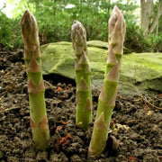 Mary Washington Asparagus Crown, perennial Garden Vegetable - Caribbean garden seed