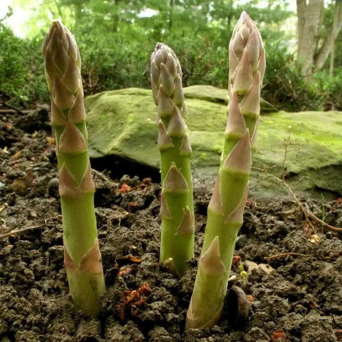 Mary Washington Asparagus Crown, perennial Garden Vegetable - Caribbean garden seed
