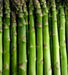 Mary Washington Asparagus Crown, perennial Garden Vegetable - Caribbean garden seed