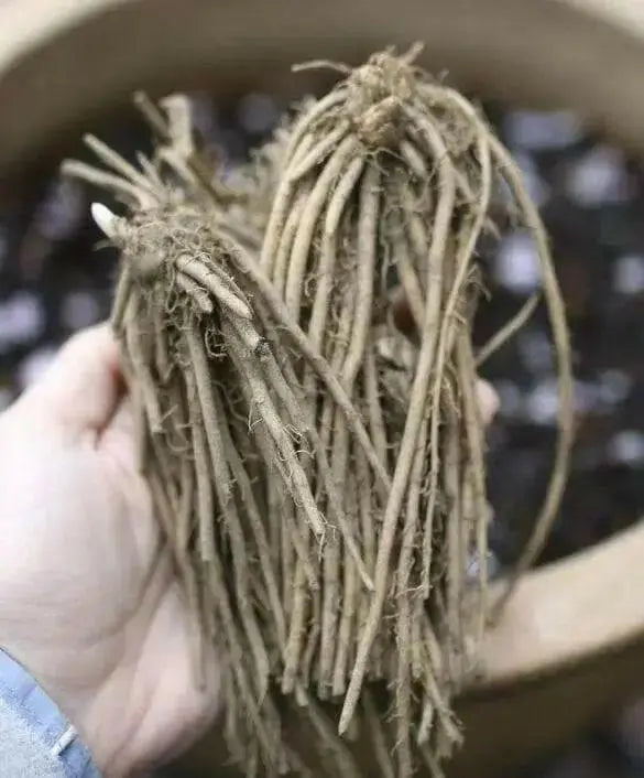 Mary Washington Asparagus Crown, perennial Garden Vegetable - Caribbean garden seed